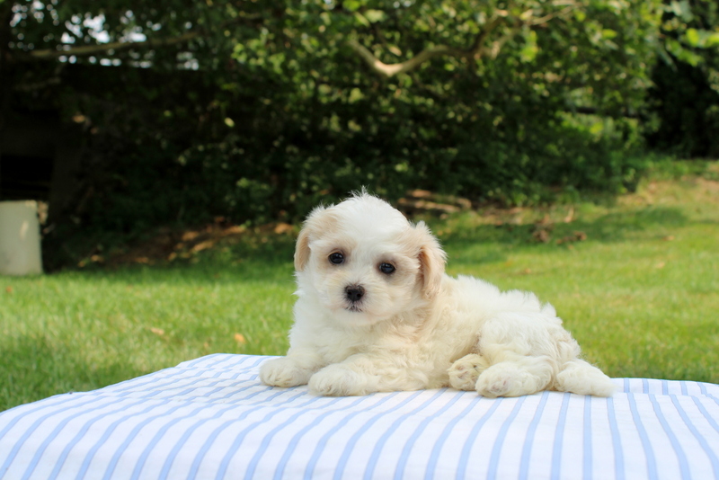 puppy, for, sale, Shi-Poo, Matthew B. Stoltzfus, dog, breeder, Gap, PA, dog-breeder, puppy-for-sale, forsale, nearby, find, puppyfind, locator, puppylocator, aca